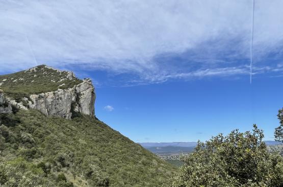 pic saint loup